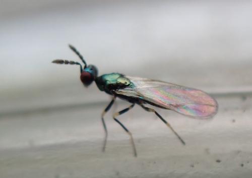 Réf. 345 061 : Diglyphus sp.